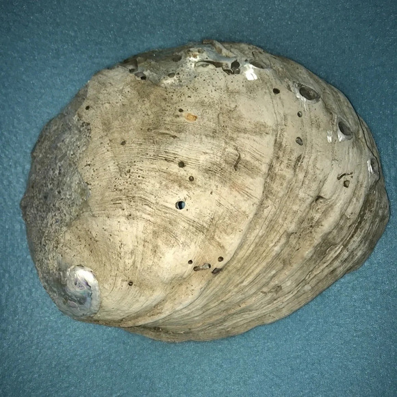ABALONE shell Pacific Ocean 8 1/2 X 7 - Picture 2 of 7